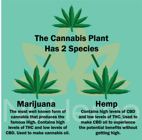difference between cannabis and hemp