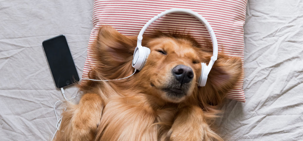 music to relax your dog