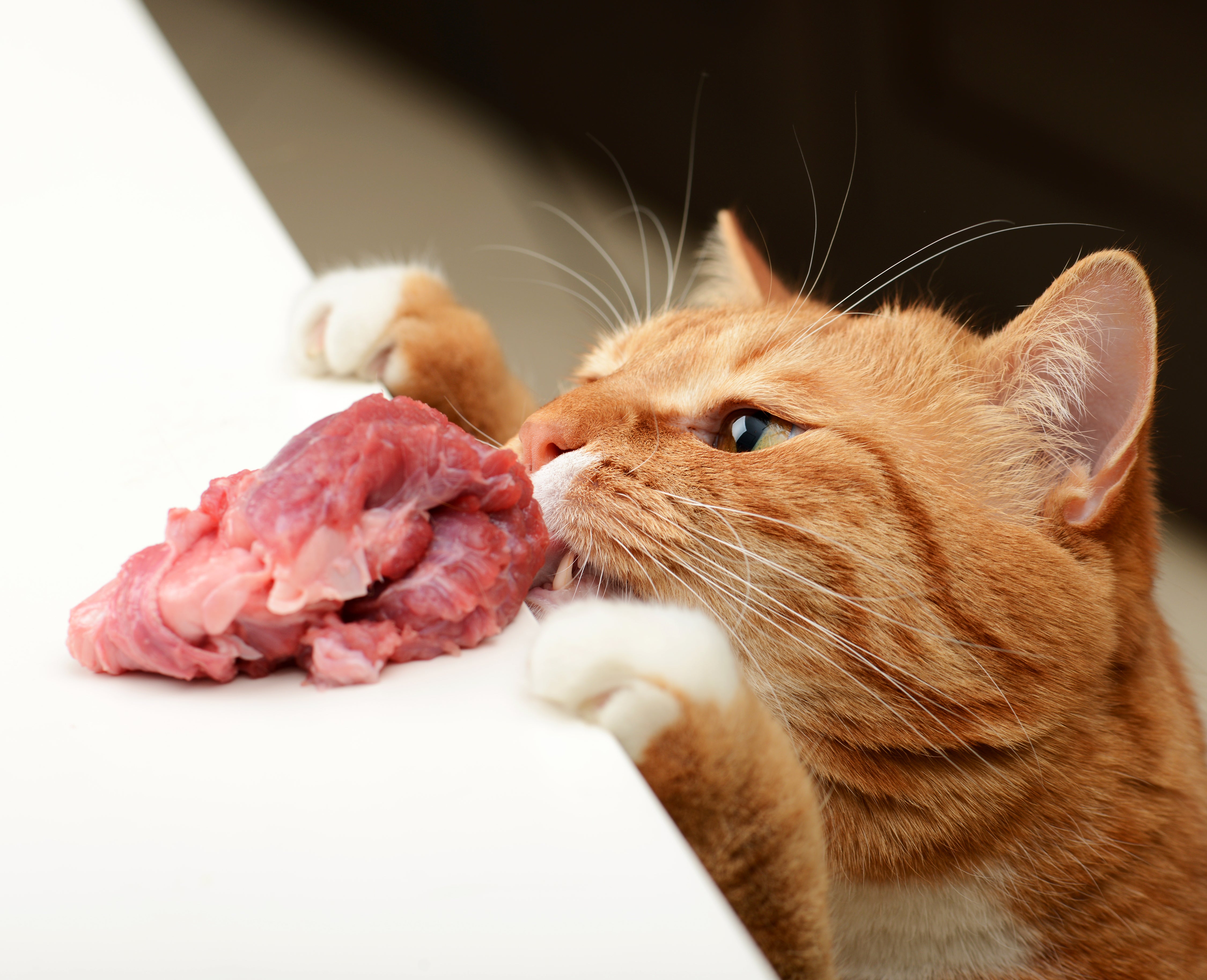 Вареное мясо кошке