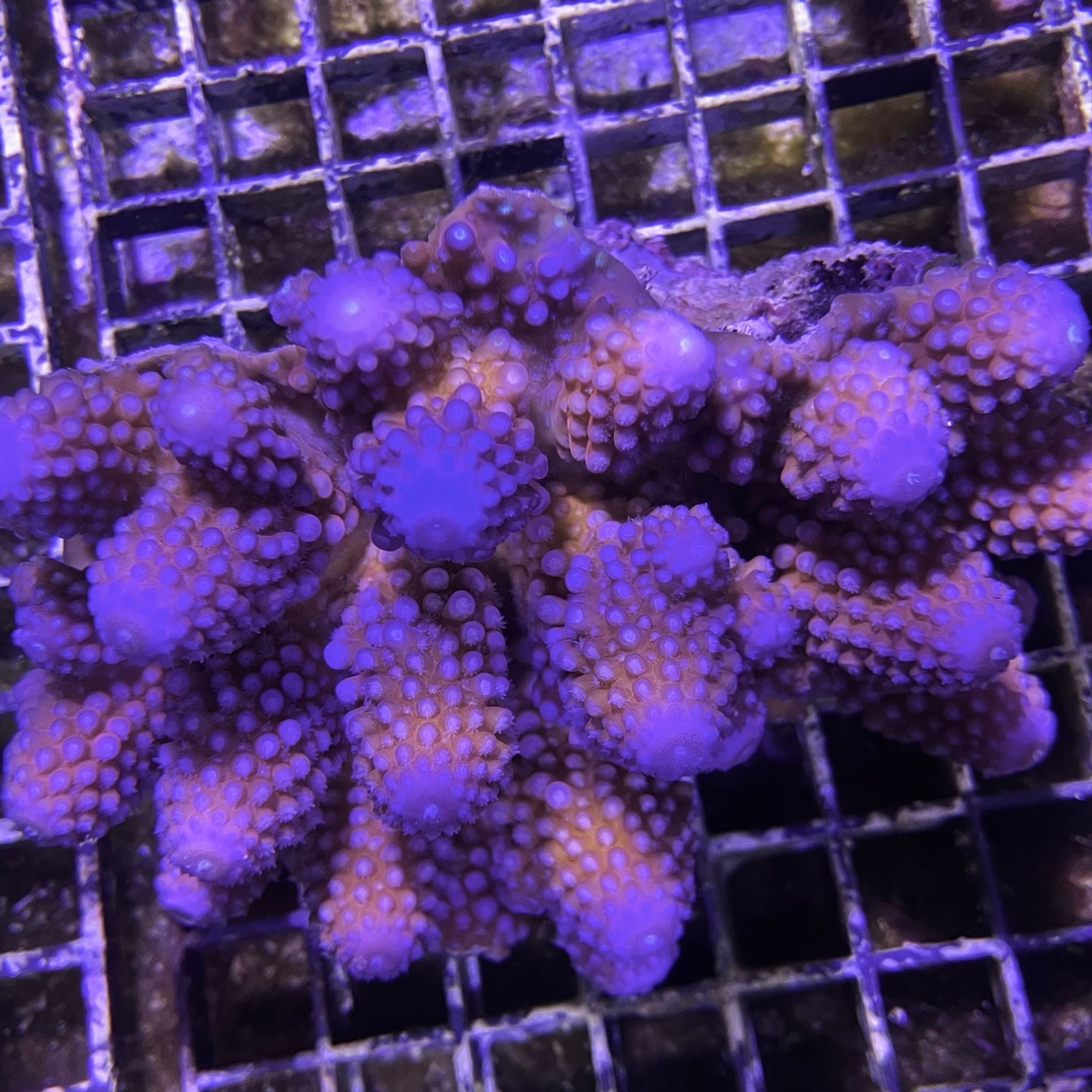 Purple Acropora humilis