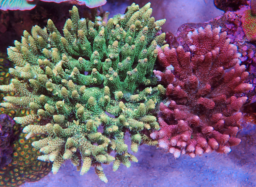 Intro to Acropora Coral Care, The Modern Reefer's Predicament