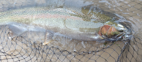 Big Hen Steelhead on 1/32oz #4 Marabou Jig