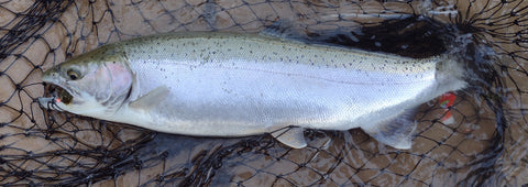 Silver Steelhead on 1/32oz #4 Marabou Jig