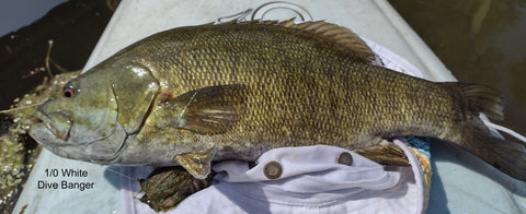 Smallmouth on little 1/0 Dive Banger Fly Pattern