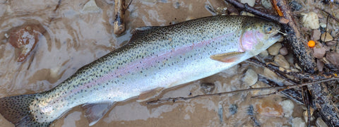 8mm UV Orange Bead, Skipper Steelhead