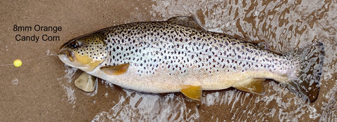 Brown Trout Fat on Steelhead Eggs Hits 8mm Bead