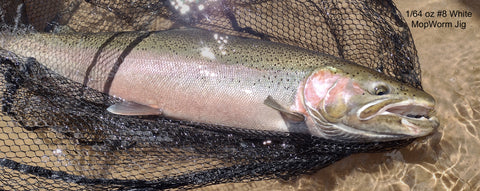 Big Steelhead Hits Little #8 White Mop Worm Jig