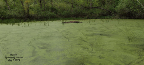 Bowfin Spawning Shallows