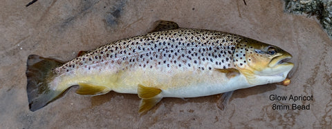 Brown Trout 8mm Glo Apricot Bead