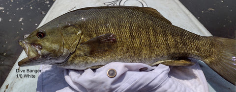 top Water Smallmouth 1/0 White Dive Banger