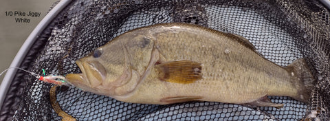 Kayak Bass 1/0 White Bead Head Jiggy Fly