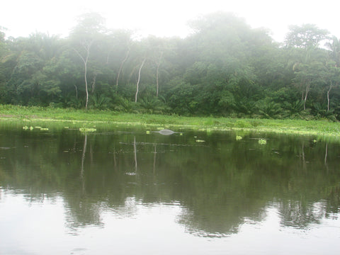 Chagres River Manatee, Panama June 2006