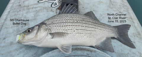 White Bass, Kayak Trolled Floater Diver Fly