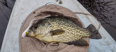 Crappie on 3/0 Diving Darting Bullet Dog Fly