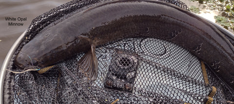 Snake Head on #2 Opal Minnow Bead Head Fly