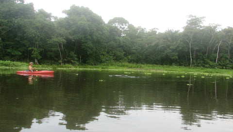 Jungle Guide Ian Sanches and Manatees, Chagres River, Panama