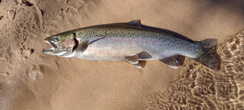 Dark Hatchery Steelhead on Ice Marabou Minnow Jig