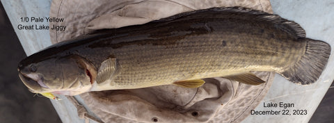 Lake Egan FL C&R Bass Fishery, Small BowFin, 1/0 Pale Yelo GL Jiggy
