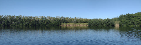 EverGlades Fresh Water Pond With some Good Fish & Big Gators