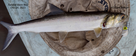 Lady Fish on 4/0 Bullet Dog Fly from a Kayak