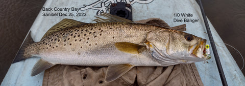 Sea Trout on Top Water 1/0 Dive Banger from Kayak