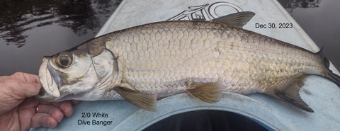 4th Tarpon on 2/0 White Dive Banger, Flamingo Florida