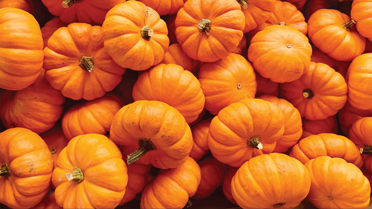 A pile of small orange pumpkins in sunlight