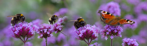 Biodiversität Hummeln und Schmetterling auf Patagonischer Verbena