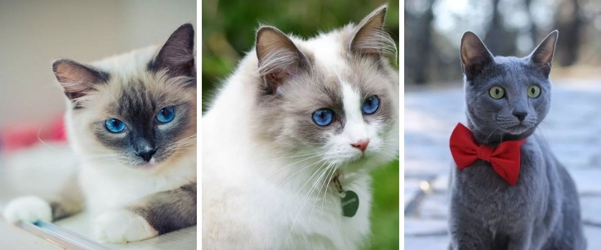 10 Interesting Things to Know About Your Cat's Eye Color