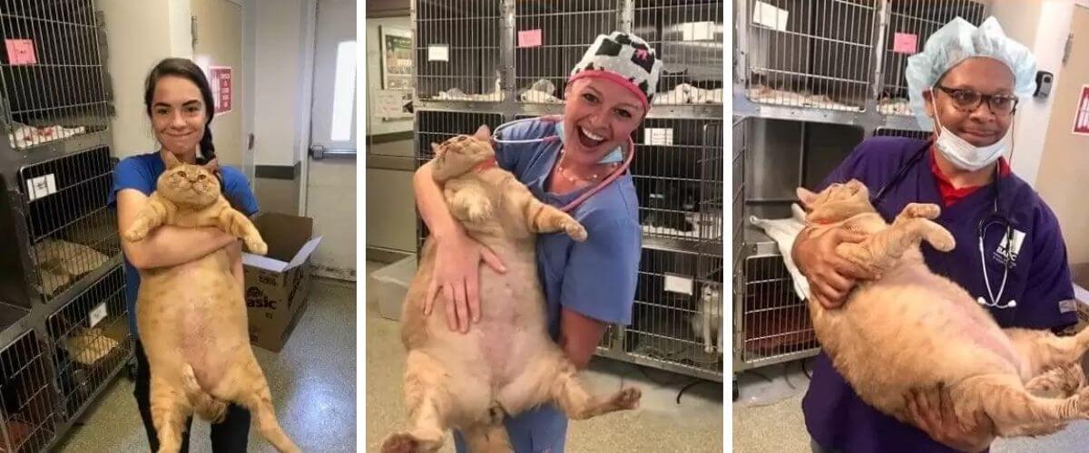 31-pound-morbidly-obese-cat-surrendered-to-shelter-looking-for-a-new-healthy-home