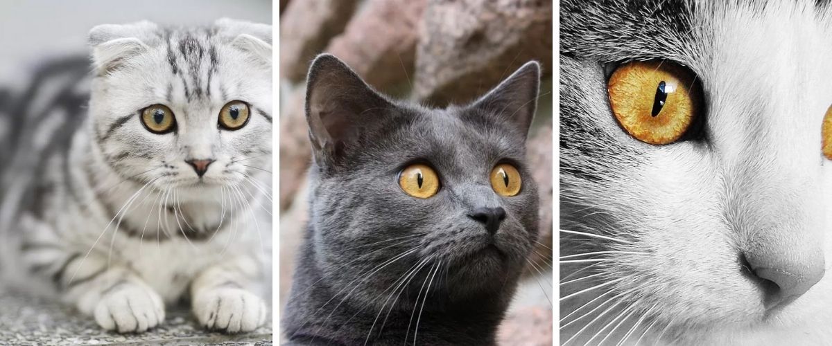 3 Semnificații ale formei pupilelor pisicii. Ce înseamnă Ochii de pisică