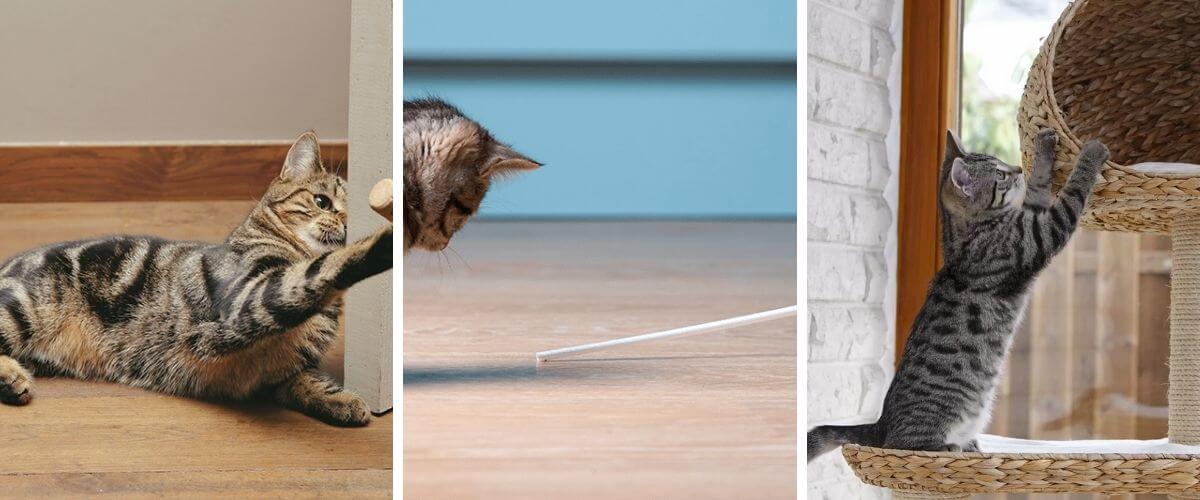 5-ways-to-make-your-cat-feel-more-at-home