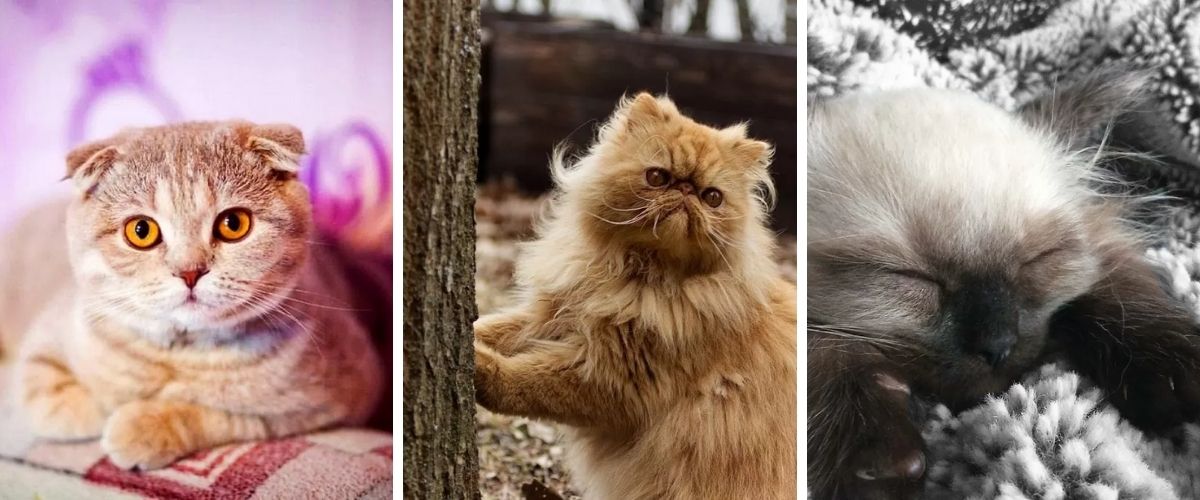 5 races de chats qui ont tendance à ronfler !
