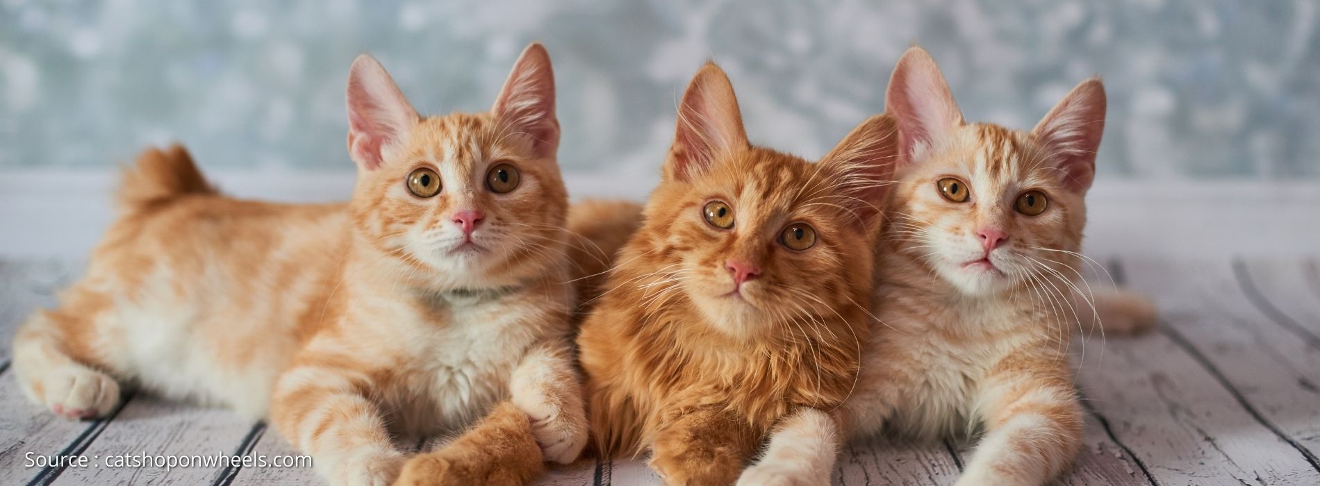 biggest-cat-breed-American-Bobtail