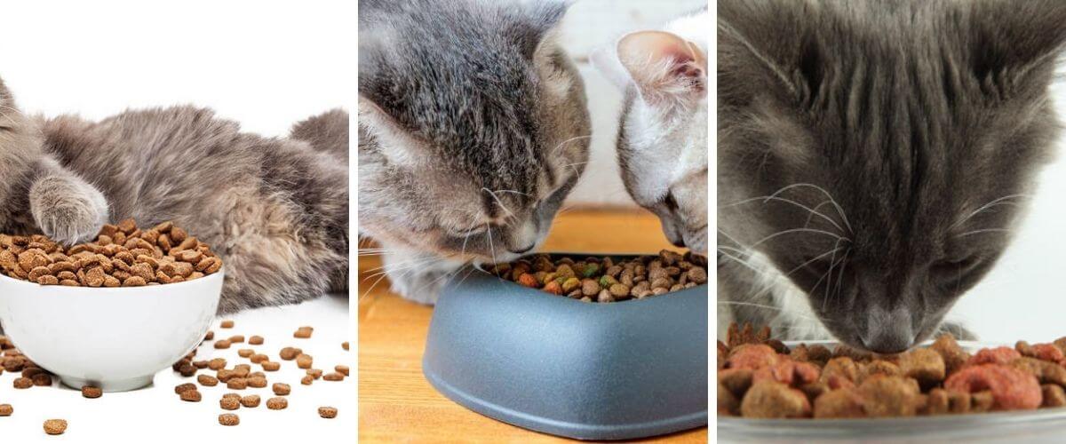 Cat food or kibble