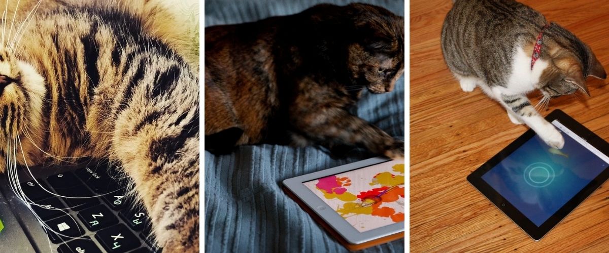 Games for Cats on Android