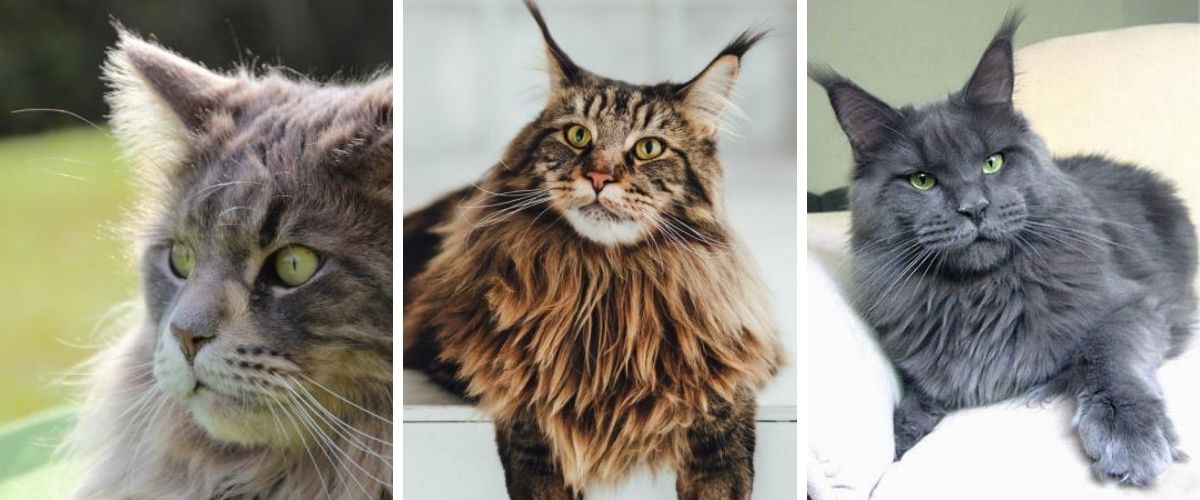 Maine Coon 5 Things to Know About One of the World's Largest Cats				