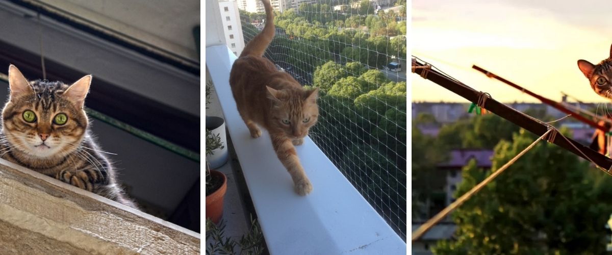 Make-a-Balcony-Safe-for-Cats