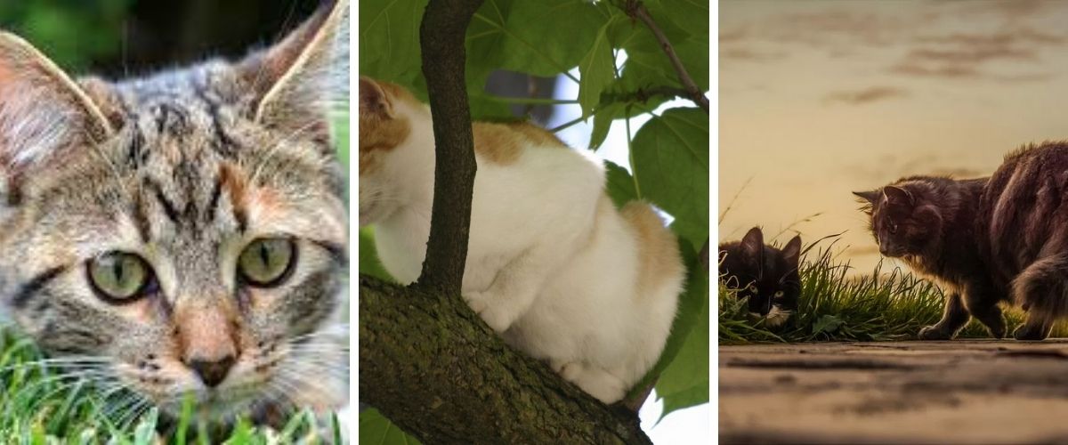 Répulsifs naturels pour chats