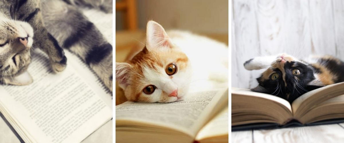 Citazioni sui gatti