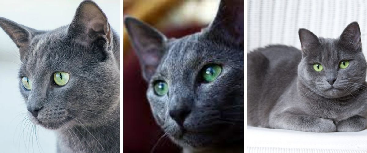Russian Blue Character, education, health, price - The right cat for you				