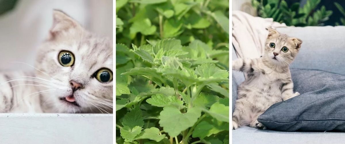 See the 4 amazing effects of this catnip