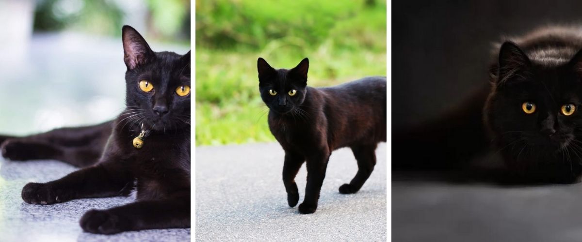 Cele mai frumoase 5 rase de pisici negre!