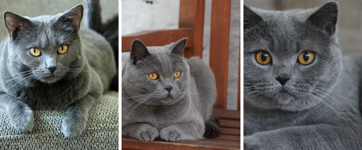 Les Chartreux