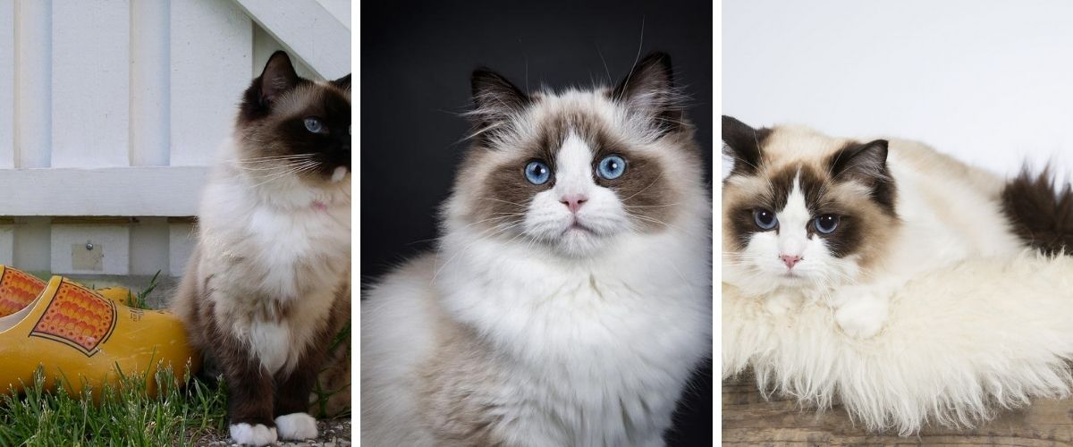 Ragdoll Cat Breed: Profile, Facts and Personality