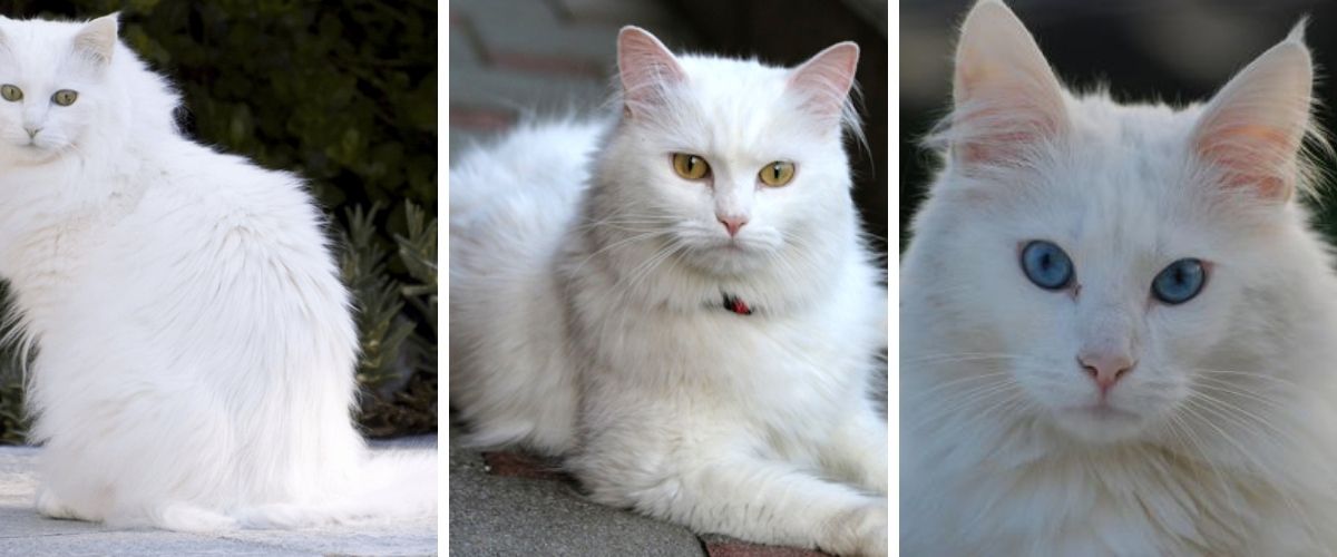 Turkish Angora