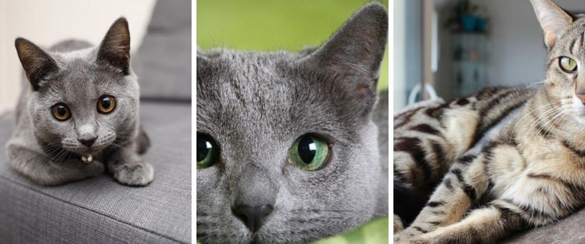 Which breed of cats to choose