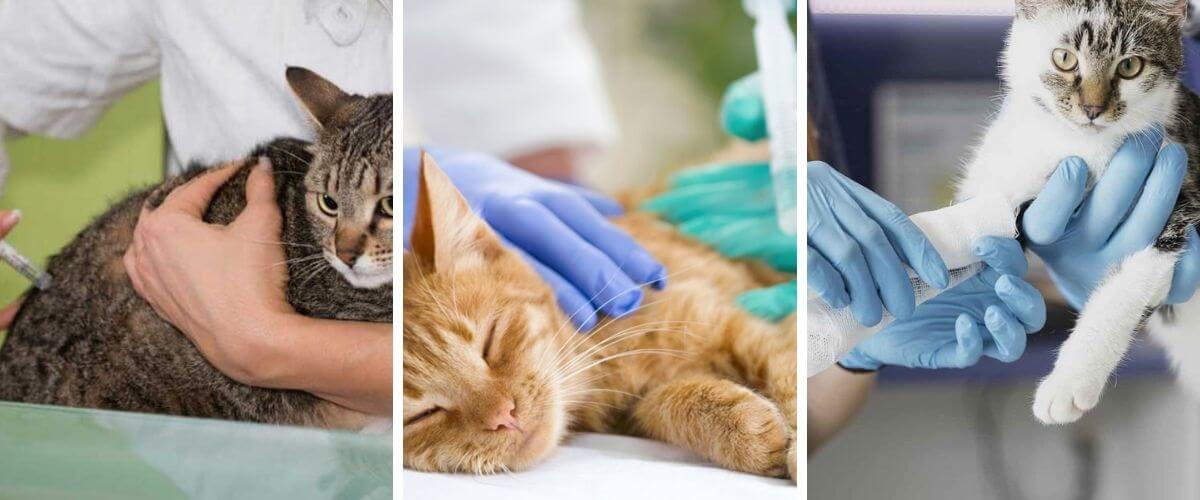 Why vaccinate your house cat