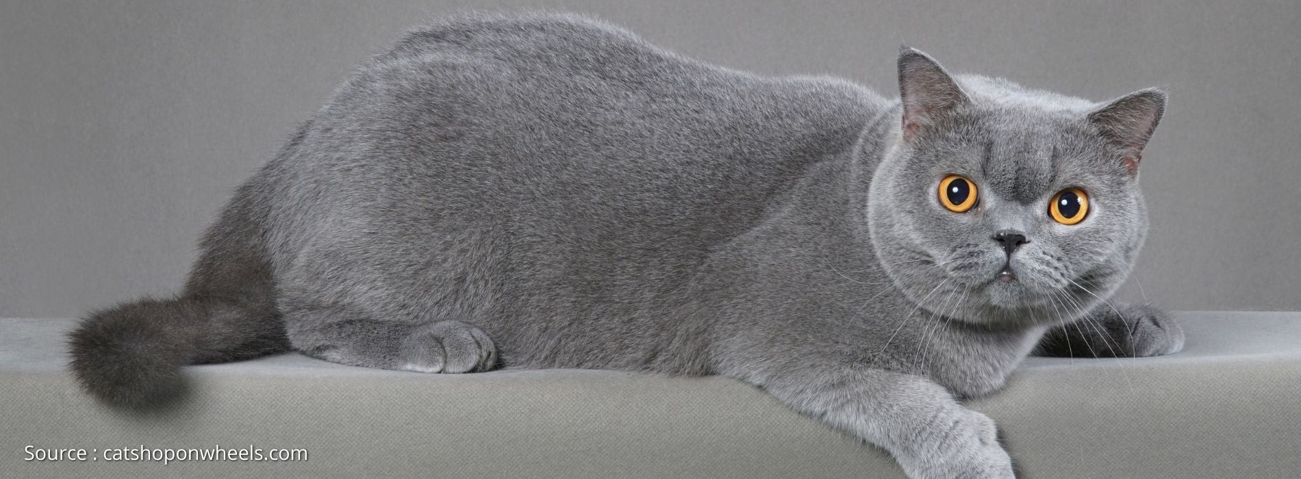 biggest-cat-British Shorthair