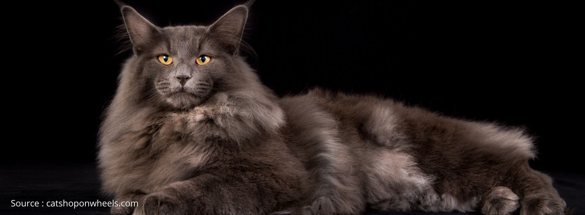 Norwegian Forest Cat